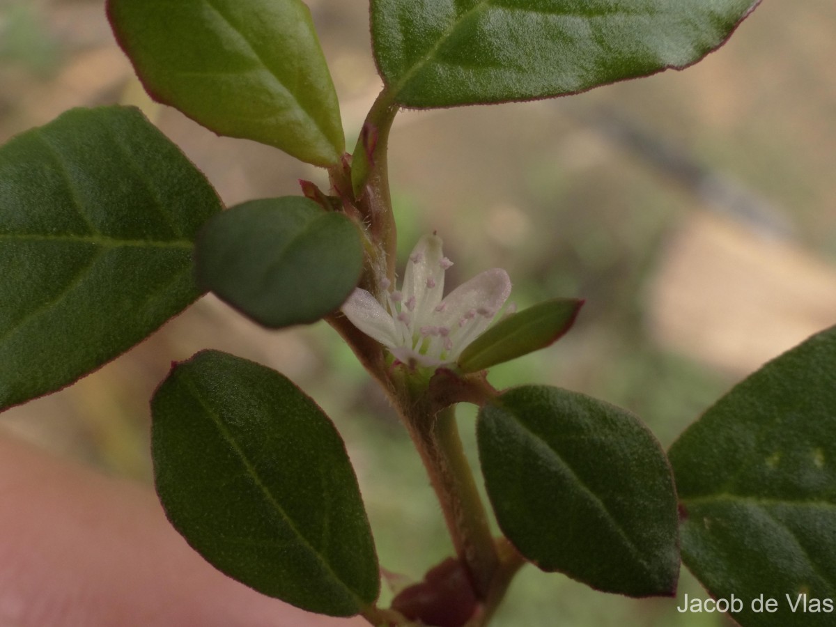 Trianthema portulacastrum L.